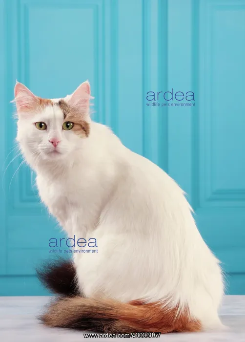  : Cat - Turkish Van  /  Cat Swimmer of Lake Van