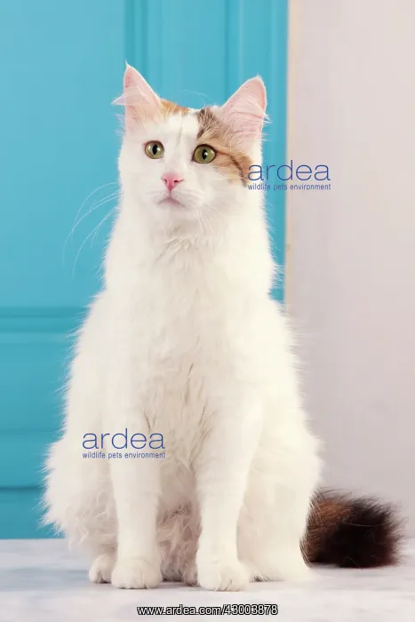  : Cat - Turkish Van  /  Cat Swimmer of Lake Van