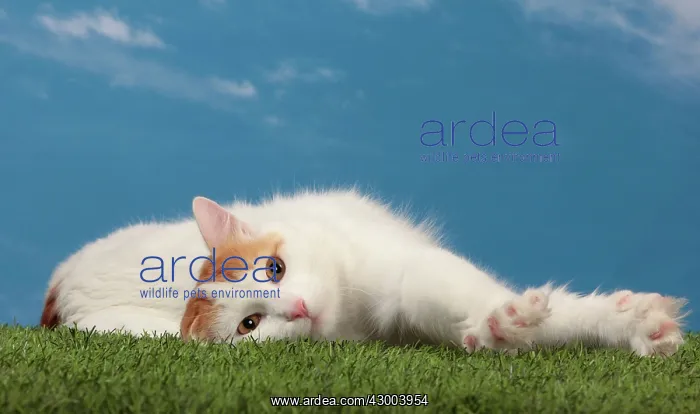 : Cat - Turkish Van / Cat Swimmer of Lake Van : Cat - Turkish Van / Cat Swimmer of Lake Van
