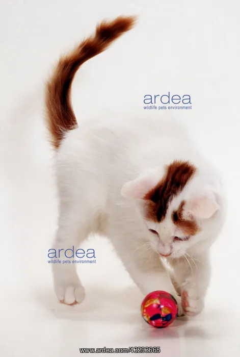 : CAT - TURKISH VAN Playing with ball : CAT - TURKISH VAN Playing with ball