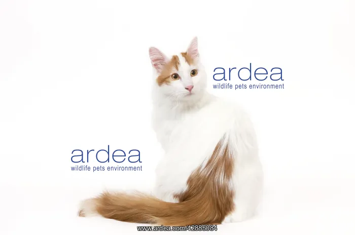  : Cat - Turkish Van in studio