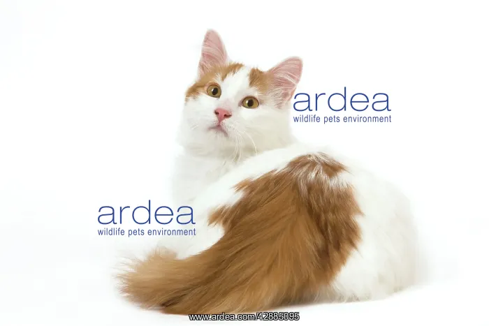  : Cat - Turkish Van in studio