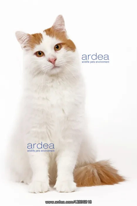  : Cat - Turkish Van in studio
