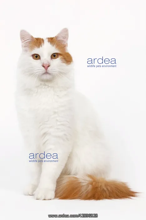  : Cat - Turkish Van in studio
