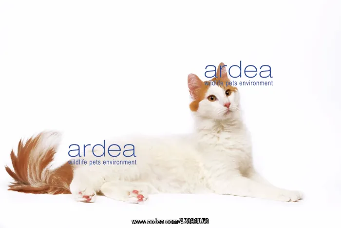  : Cat - Turkish Van in studio