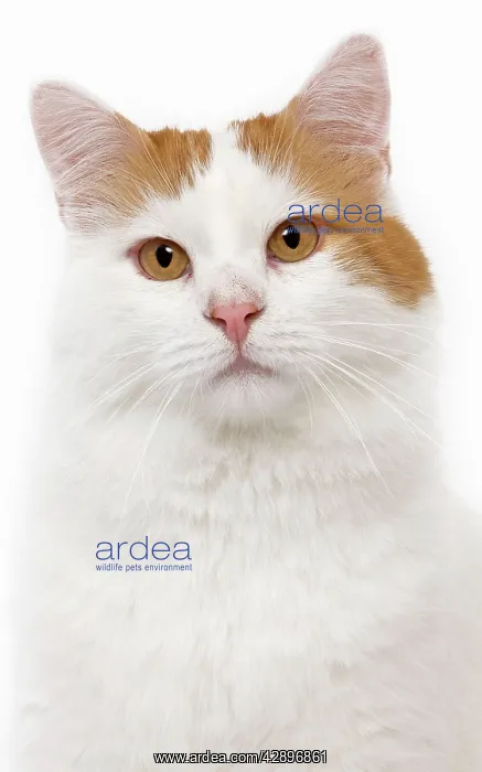  : Cat - Turkish Van in studio