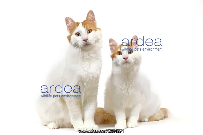  : Cat - Turkish Van in studio