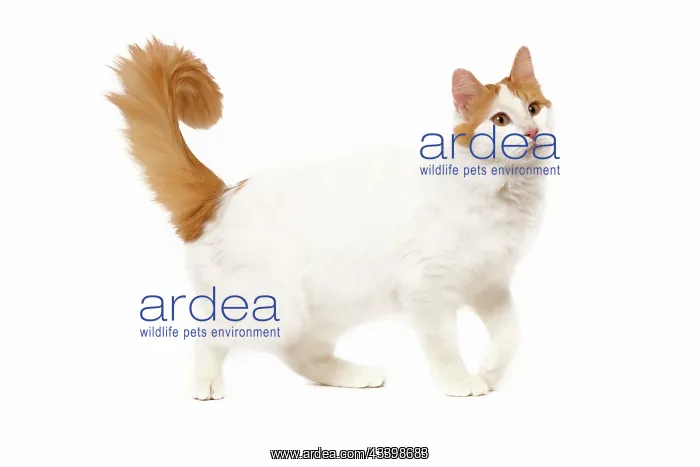  : Cat - Turkish Van in studio