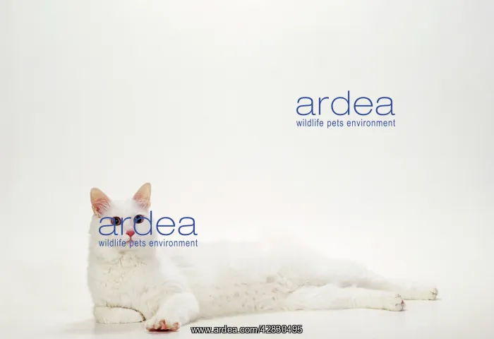 : CAT Turkish Van, White, Odd - Eyed : CAT Turkish Van, White, Odd - Eyed