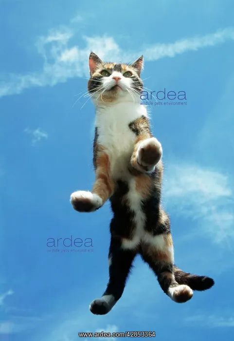  : CAT - from underneath on glass, with sky beyond