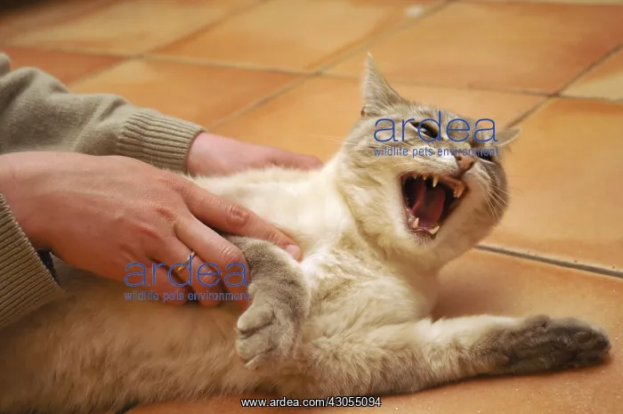 : Cat unwilling to be disturbed by his master France : Cat unwilling to be disturbed by his master France