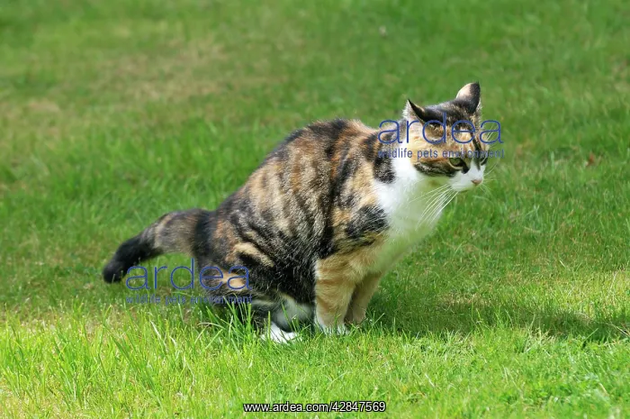 : Cat - urinating : Cat - urinating