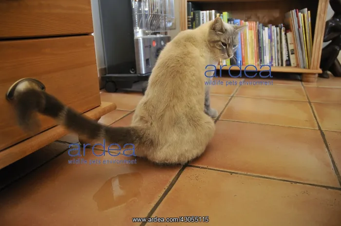 : Cat urinating near a piece of furniture inside France : Cat urinating near a piece of furniture inside France
