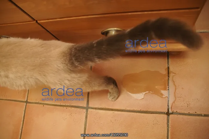 : Cat from urinating beside a piece of furniture inside : Cat from urinating beside a piece of furniture inside