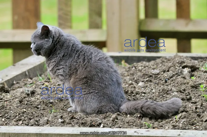 : Cat - urinating in soft soil : Cat - urinating in soft soil