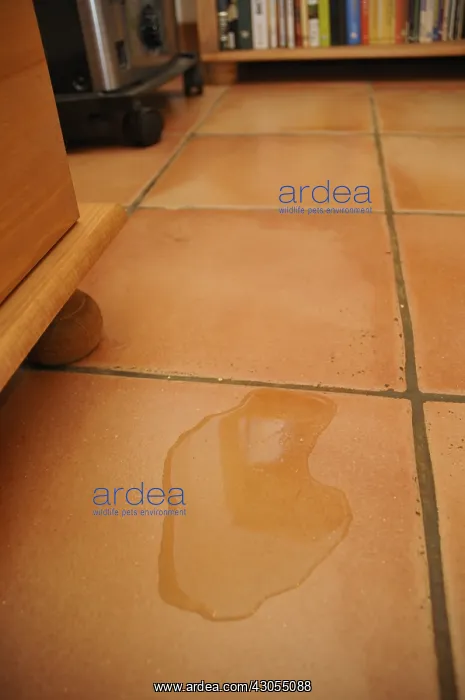 : Cat urine near a piece of furniture inside : Cat urine near a piece of furniture inside