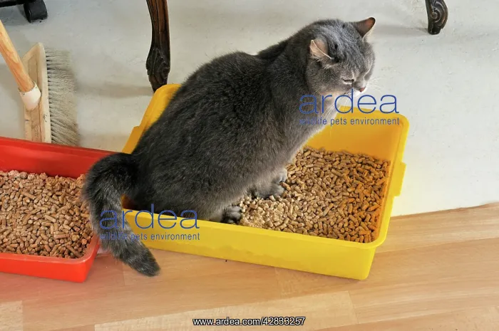 : Cat - using litter tray : Cat - using litter tray