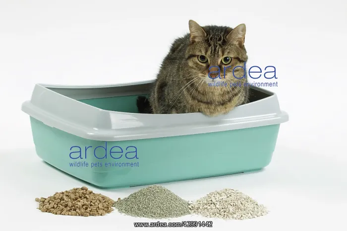  : Cat - using litter tray