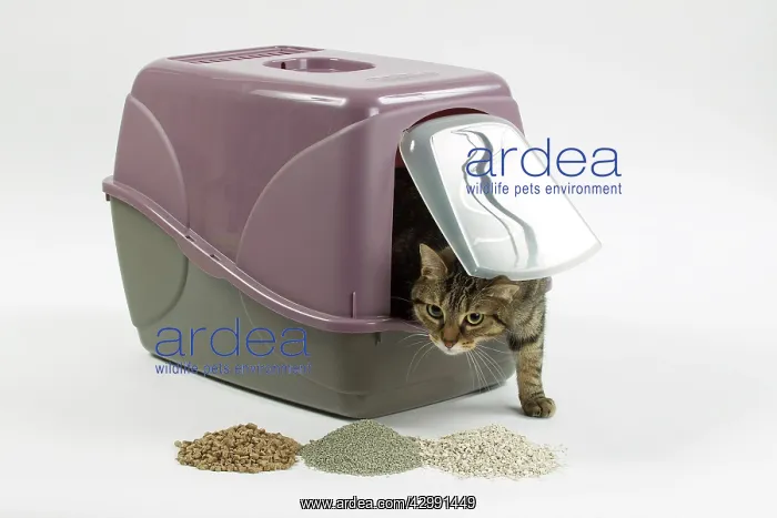  : Cat - using litter tray