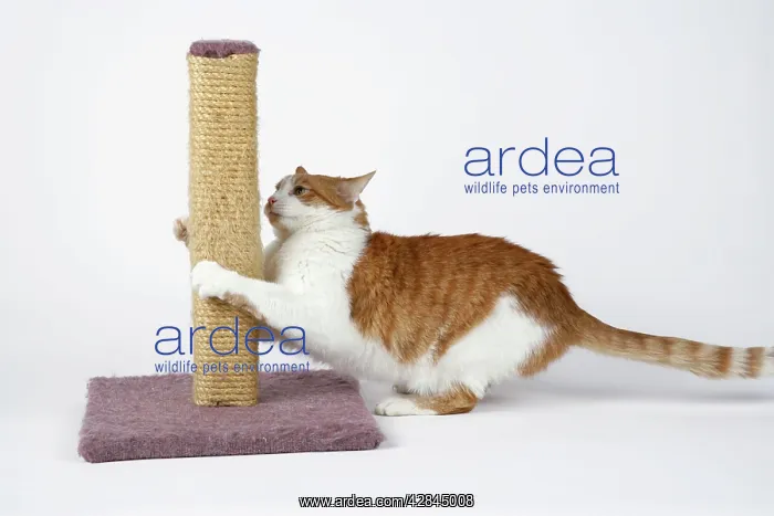  : CAT - using scratching post to sharpen claws