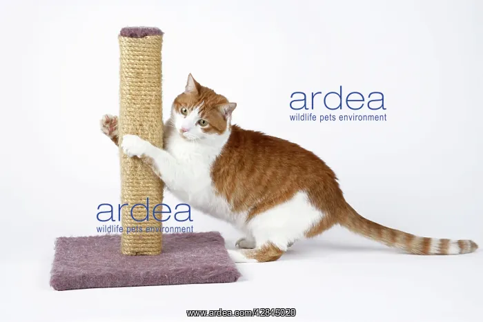  : Cat - using scratching post to sharpen claws