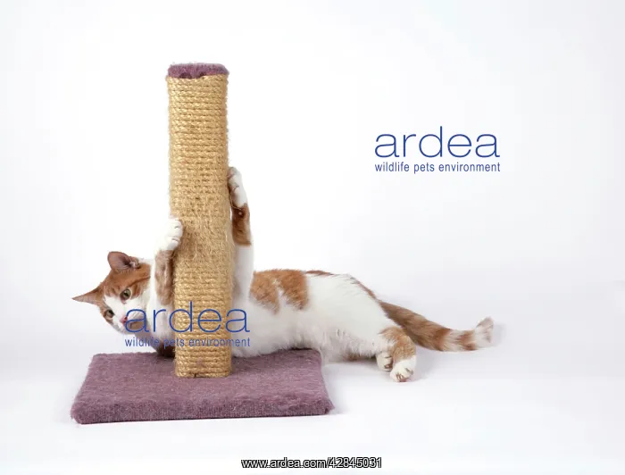  : Cat - using scratching post to sharpen claws