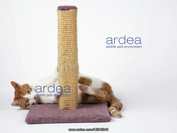  : Cat - using scratching post to sharpen claws