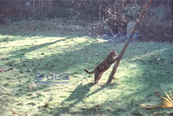 : CAT - using scratching post to sharpen claws in garden : CAT - using scratching post to sharpen claws in garden