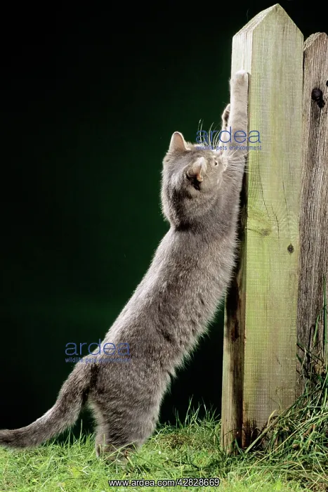 : CAT - using scratching post to sharpen claws at night : CAT - using scratching post to sharpen claws at night