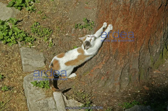 : CAT - using scratching post to sharpen claws on tree bark : CAT - using scratching post to sharpen claws on tree bark