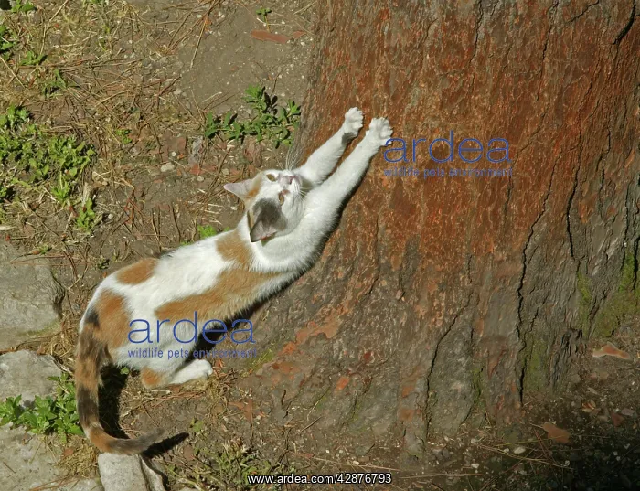 : CAT - using scratching post to sharpen claws on tree bark : CAT - using scratching post to sharpen claws on tree bark