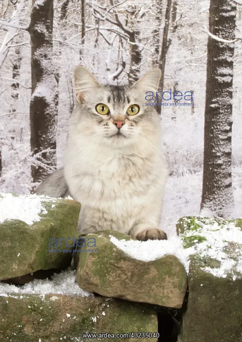 : Cat usual silver Somali : Cat usual silver Somali