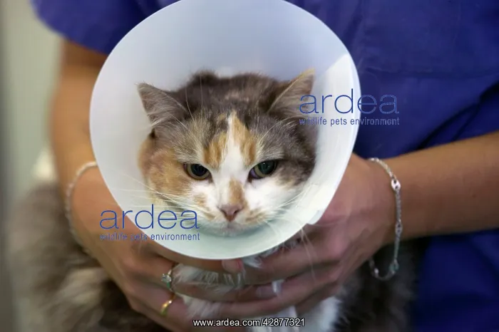  : Cat - With vet. Wearing a wimple