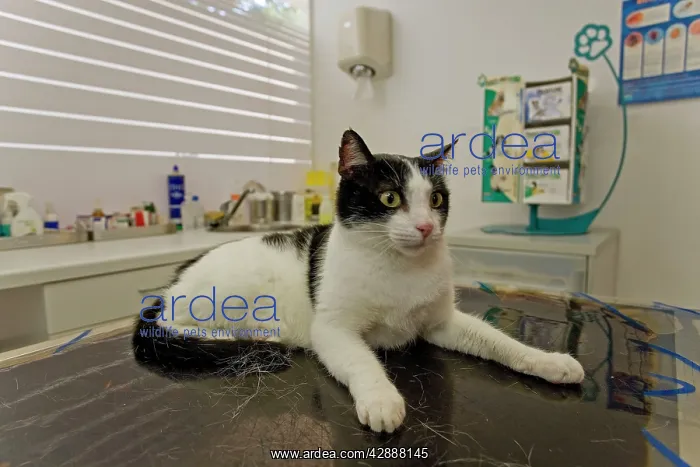 : Cat - on vets table : Cat - on vets table