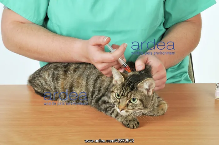 : CAT. at vets being vaccinated : CAT. at vets being vaccinated