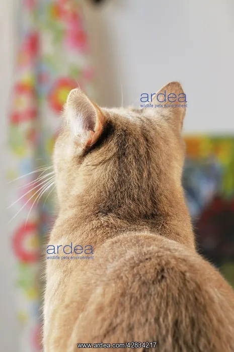 : CAT. Back view of cat with ears rotated to pick : CAT. Back view of cat with ears rotated to pick