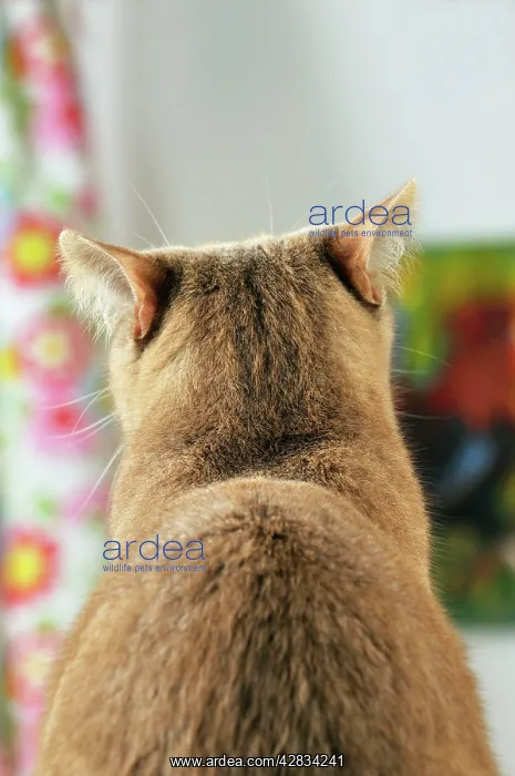 : CAT. Back view of cat with ears rotated to pick : CAT. Back view of cat with ears rotated to pick