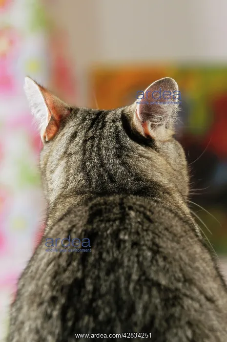 : CAT. Back view of cat with ears rotated to pick : CAT. Back view of cat with ears rotated to pick