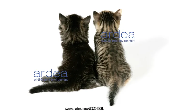 : Cat - Back view of two kittens : Cat - Back view of two kittens