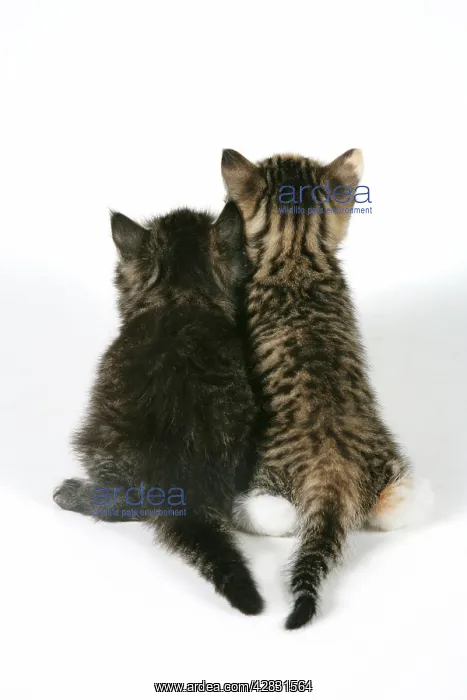 : Cat - Back view of two kittens : Cat - Back view of two kittens