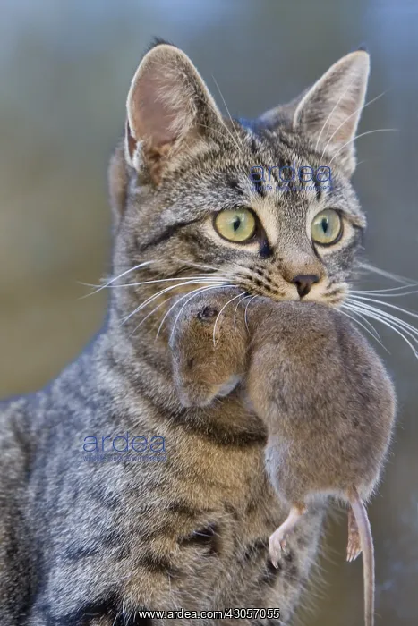 : A cat with a vole in the mouth Haut Rhin : A cat with a vole in the mouth Haut Rhin