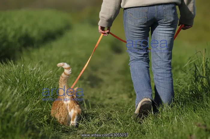 : Cat walk with his master held by a harness : Cat walk with his master held by a harness