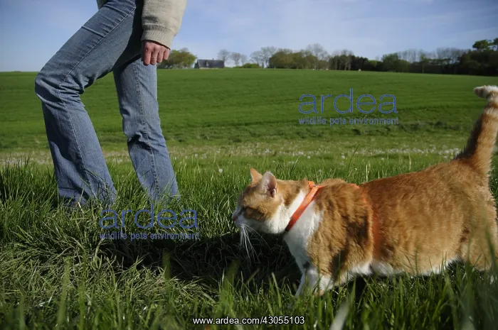 : Cat walk with his master held by a harness : Cat walk with his master held by a harness