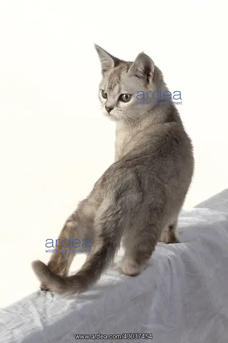 : CAT. walking away, back view, studio : CAT. walking away, back view, studio