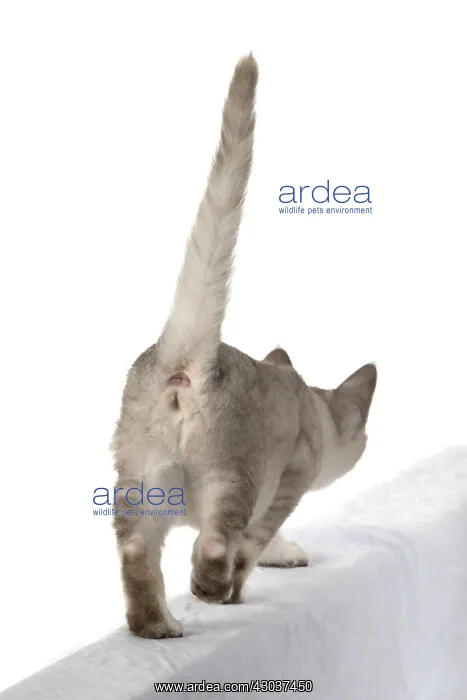 : CAT. walking away, back view, on white, studio : CAT. walking away, back view, on white, studio