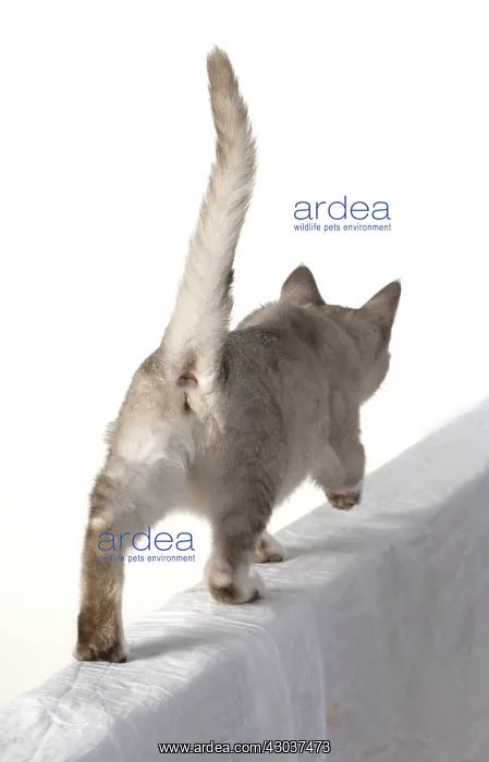 : CAT. walking away, back view, on white, studio : CAT. walking away, back view, on white, studio