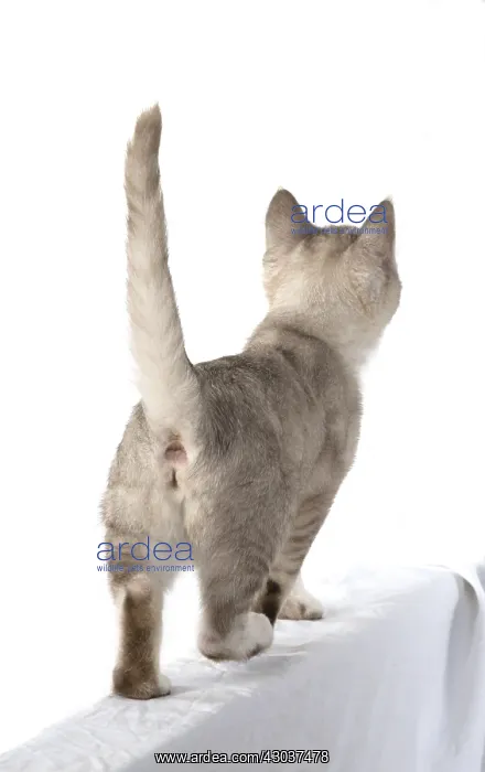 : CAT. walking away, back view, on white, studio : CAT. walking away, back view, on white, studio