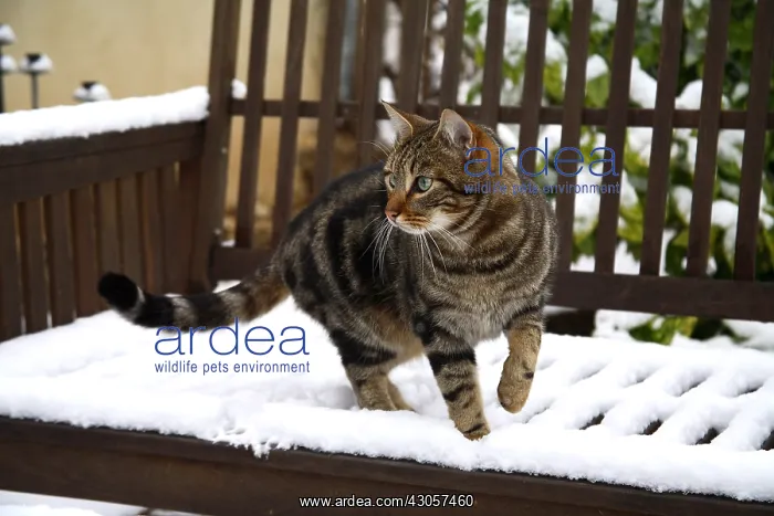 : Cat walking on a bench covered with snow : Cat walking on a bench covered with snow