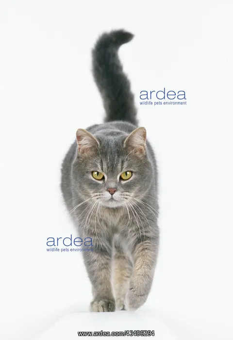 : CAT - Walking towards camera : CAT - Walking towards camera
