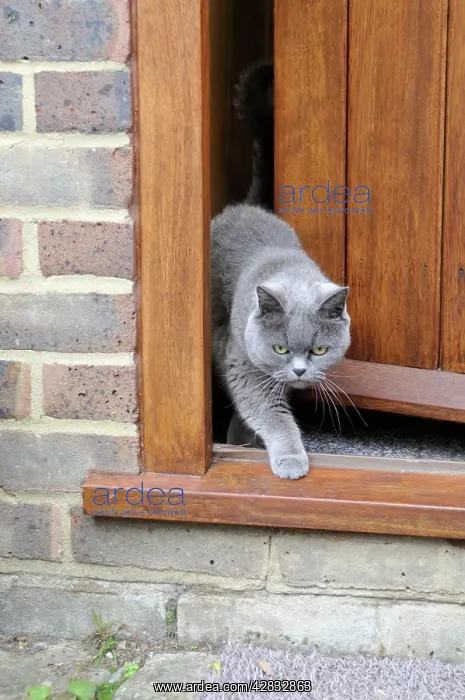 : CAT. walking out of back door : CAT. walking out of back door